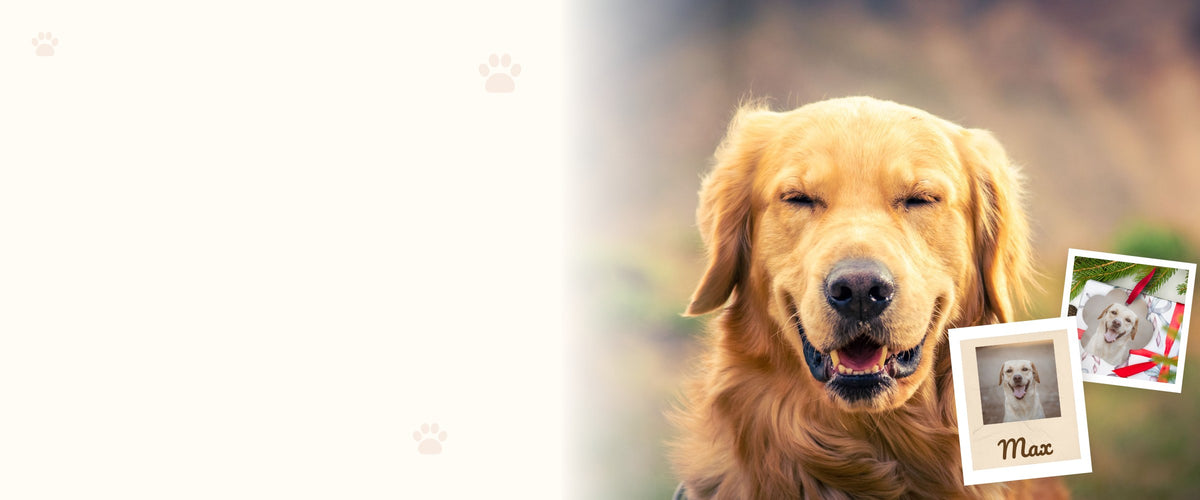 Happy golden retriever with a personalized dog photo blanket and Christmas ornament